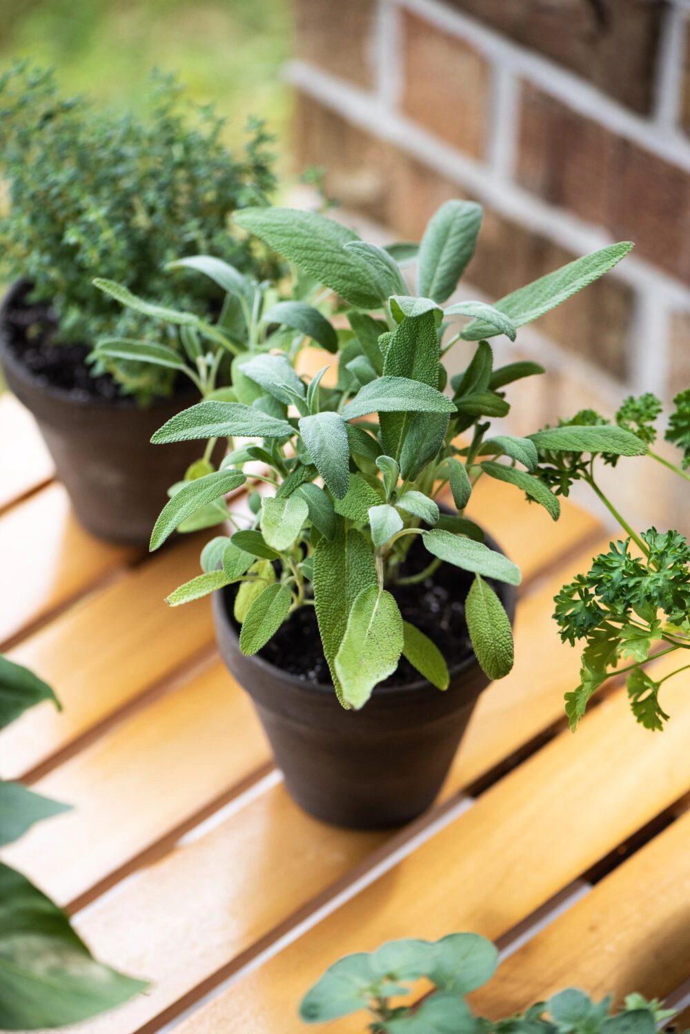 Fresh sage leaves in a planter