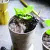 blackberry mint julep in a frosted julep cup